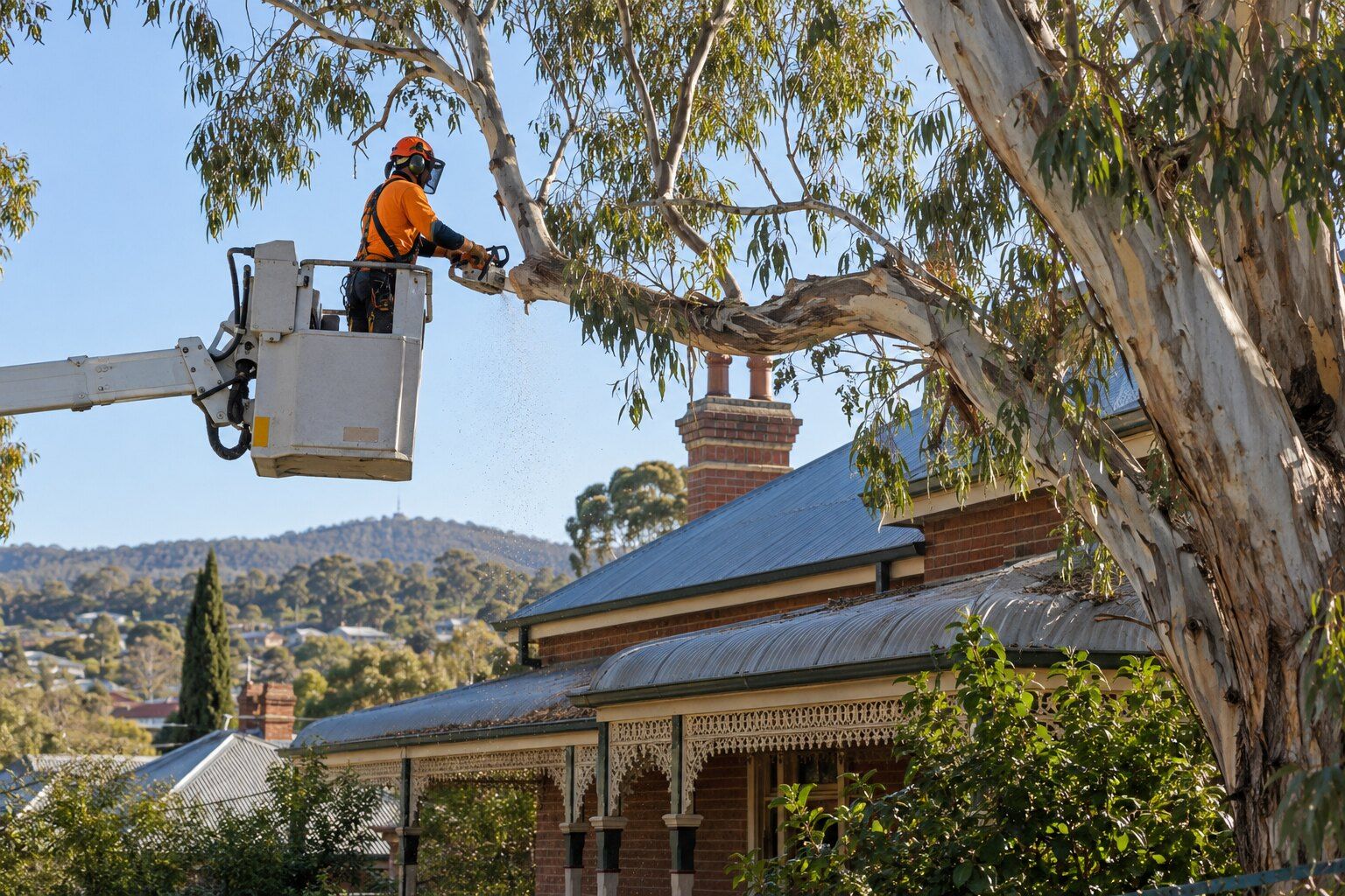 Tree lopping and pruning, Bendigo: arborist in an elevated work platform cutting a gum branch over a brick house roof