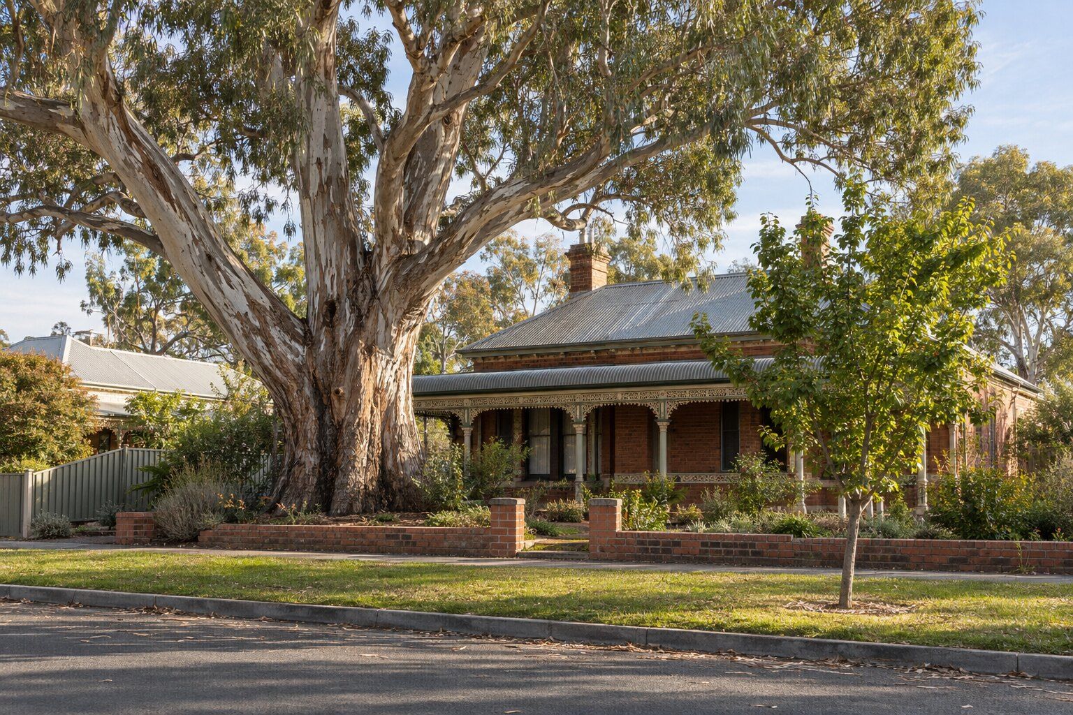 Tree guides, Bendigo: large old river red gum in the front garden of a Victorian-era brick house